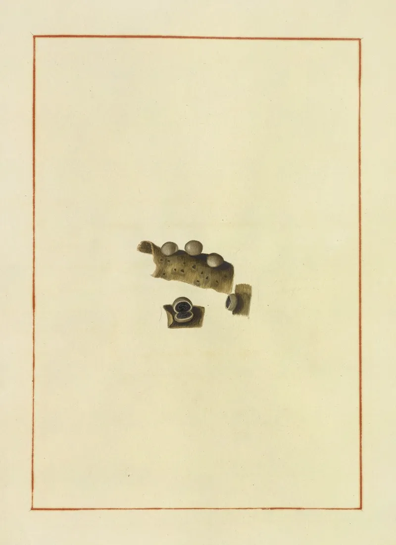 Icons Fungorum Circa Halifax Sponte Nascentium Pl 172 Wall Art by James Bolton - High-Resolution Digital Print