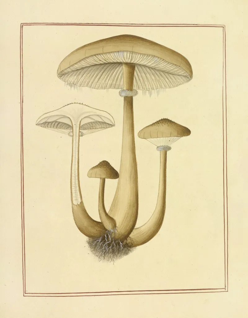 Icons Fungorum Circa Halifax Sponte Nascentium Pl 173 Wall Art by James Bolton - High-Resolution Digital Print