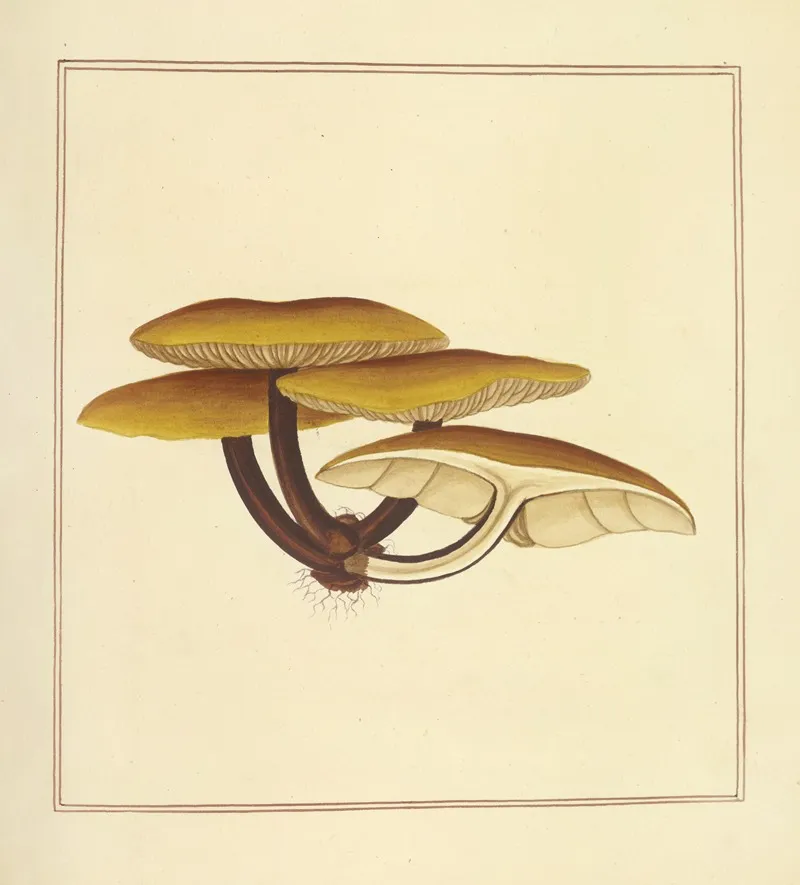 Icons Fungorum Circa Halifax Sponte Nascentium Pl 174 Wall Art by James Bolton - High-Resolution Digital Print