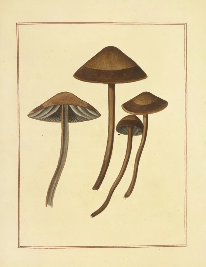 Icons Fungorum Circa Halifax Sponte Nascentium Pl 175 Wall Art by James Bolton - High-Resolution Digital Print
