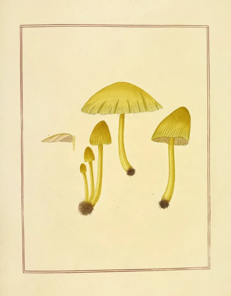 Icons Fungorum Circa Halifax Sponte Nascentium Pl 176 Wall Art by James Bolton - High-Resolution Digital Print