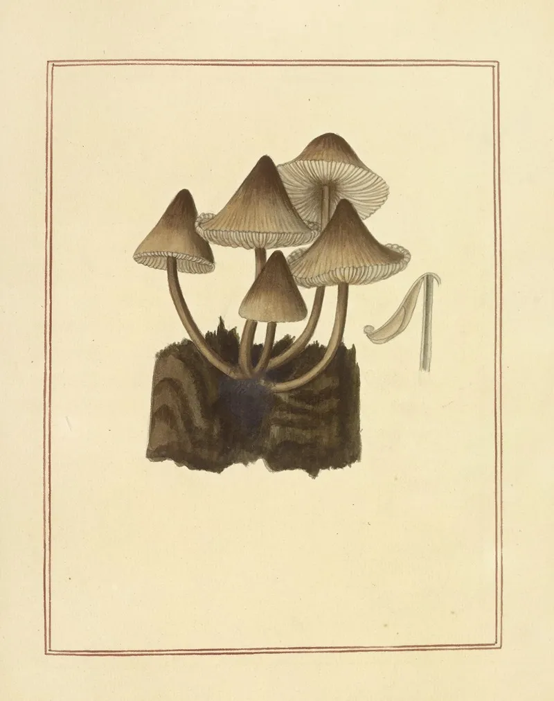 Icons Fungorum Circa Halifax Sponte Nascentium Pl 177 Wall Art by James Bolton - High-Resolution Digital Print