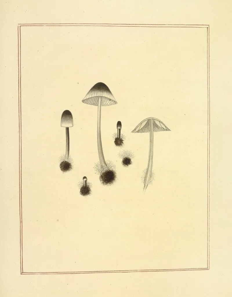 Icons Fungorum Circa Halifax Sponte Nascentium Pl 178 Wall Art by James Bolton - High-Resolution Digital Print