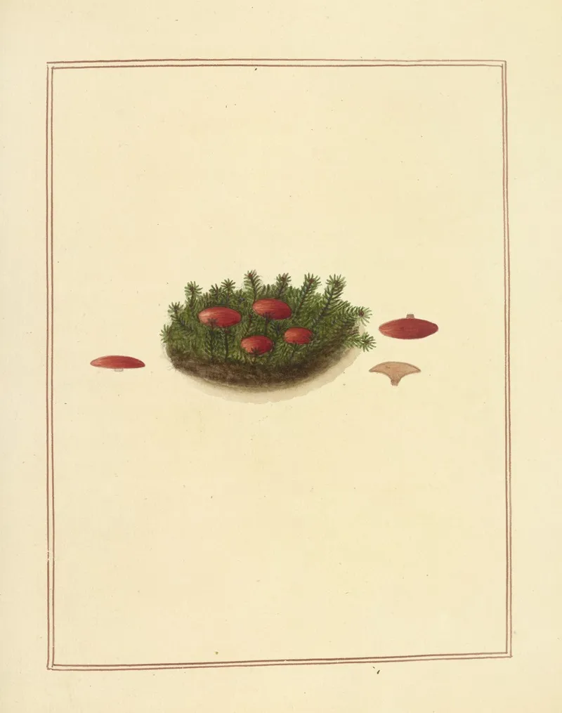 Icons Fungorum Circa Halifax Sponte Nascentium Pl 179 Wall Art by James Bolton - High-Resolution Digital Print