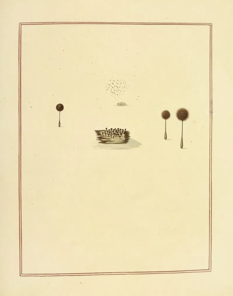 Icons Fungorum Circa Halifax Sponte Nascentium Pl 180 Wall Art by James Bolton - High-Resolution Digital Print