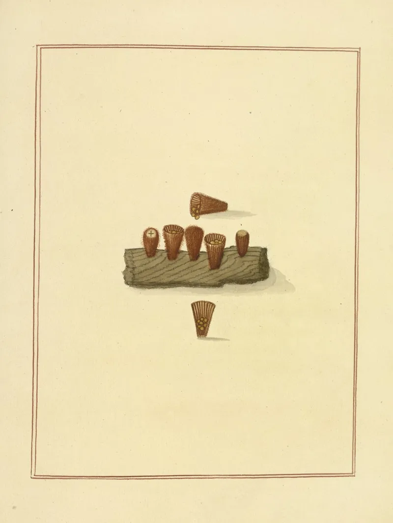 Icons Fungorum Circa Halifax Sponte Nascentium Pl 181 Wall Art by James Bolton - High-Resolution Digital Print
