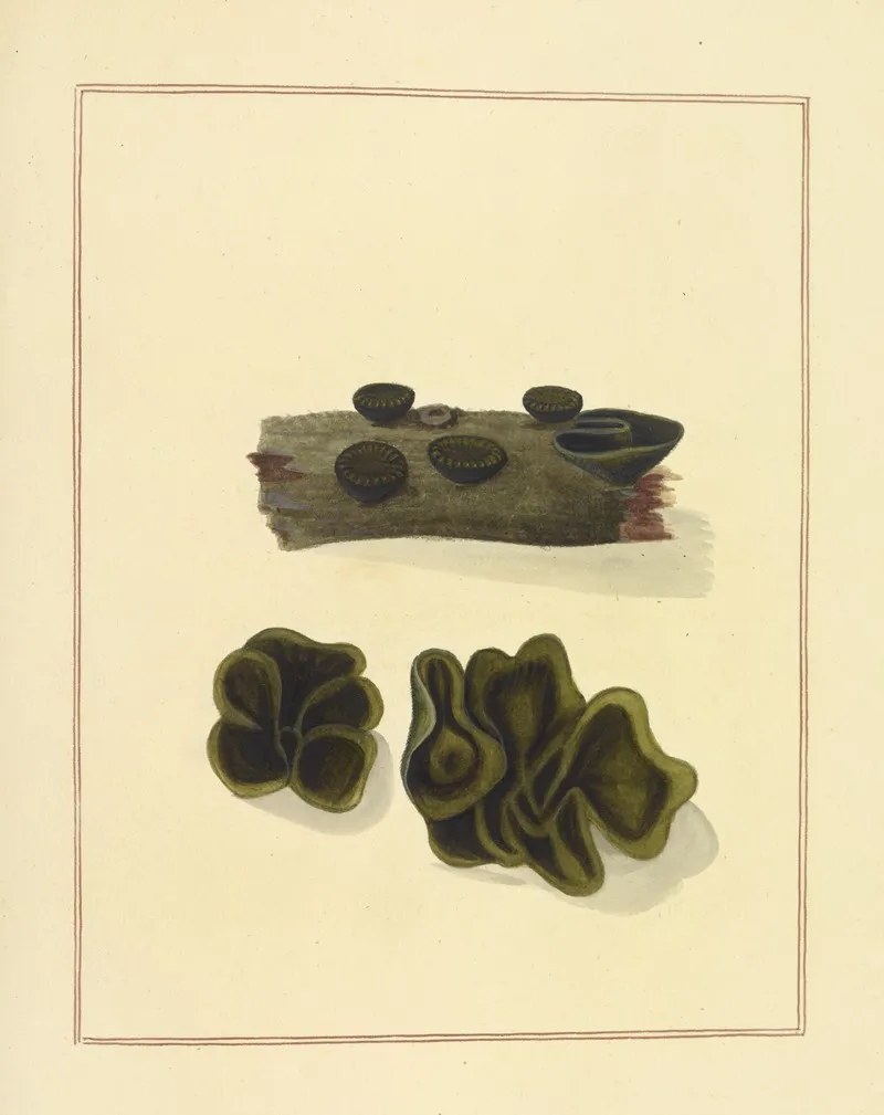 Icons Fungorum Circa Halifax Sponte Nascentium Pl 183 Wall Art by James Bolton - High-Resolution Digital Print