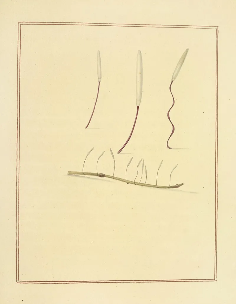 Icons Fungorum Circa Halifax Sponte Nascentium Pl 184 Wall Art by James Bolton - High-Resolution Digital Print