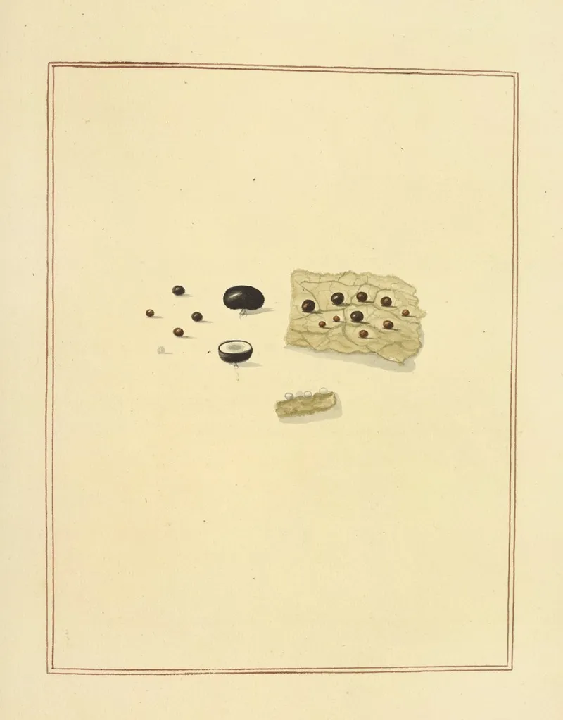Icons Fungorum Circa Halifax Sponte Nascentium Pl 185 Wall Art by James Bolton - High-Resolution Digital Print