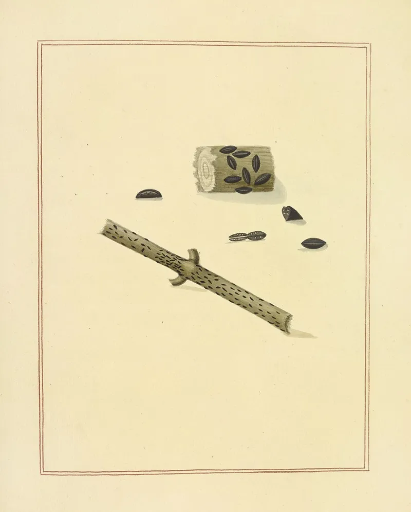 Icons Fungorum Circa Halifax Sponte Nascentium Pl 186 Wall Art by James Bolton - High-Resolution Digital Print
