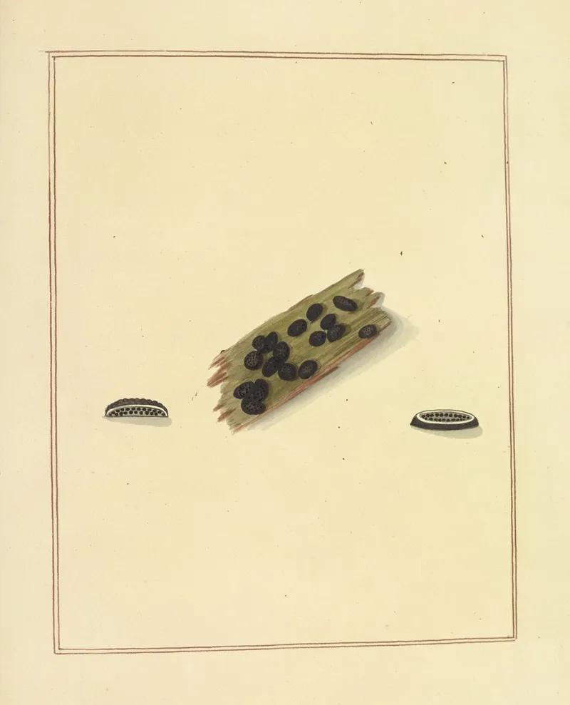 Icons Fungorum Circa Halifax Sponte Nascentium Pl 188 Wall Art by James Bolton - High-Resolution Digital Print