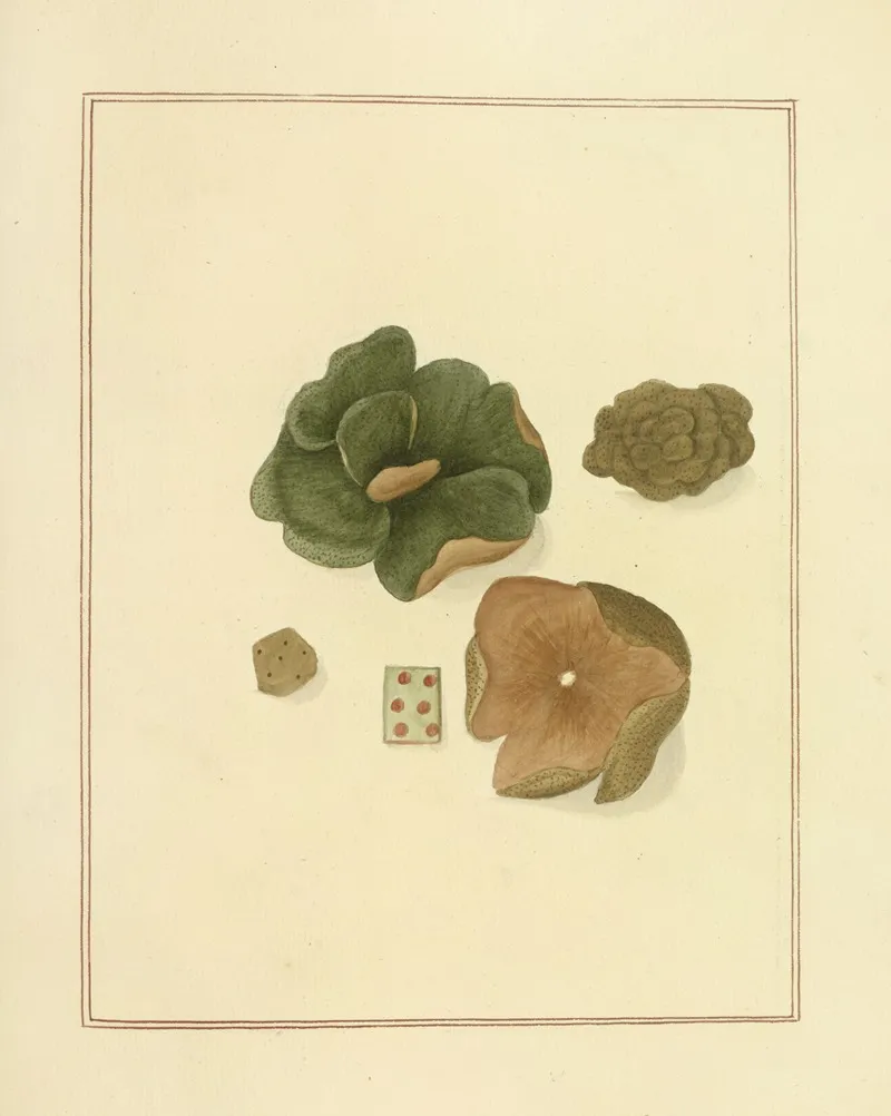 Icons Fungorum Circa Halifax Sponte Nascentium Pl 190 Wall Art by James Bolton - High-Resolution Digital Print