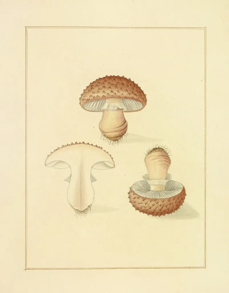 Icons Fungorum Circa Halifax Sponte Nascentium Pl 191 Wall Art by James Bolton - High-Resolution Digital Print