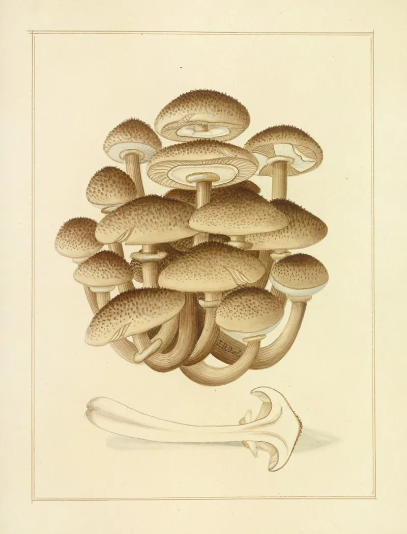 Icons Fungorum Circa Halifax Sponte Nascentium Pl 192 Wall Art by James Bolton - High-Resolution Digital Print
