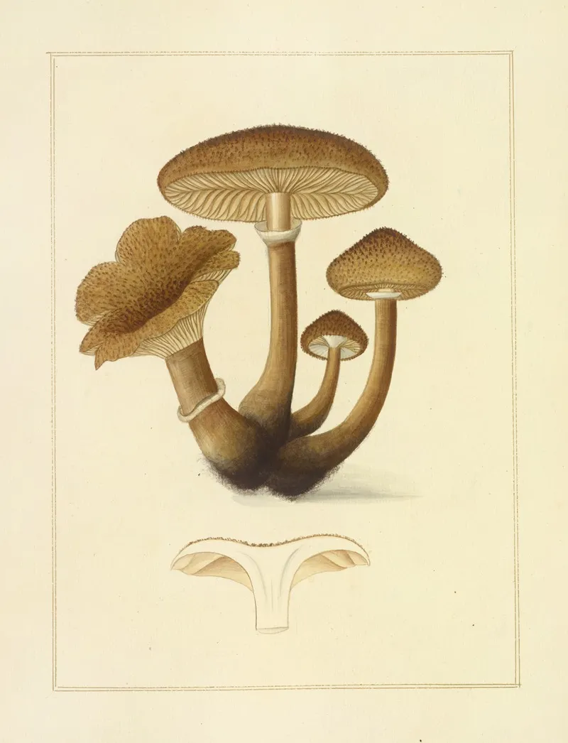 Icons Fungorum Circa Halifax Sponte Nascentium Pl 193 Wall Art by James Bolton - High-Resolution Digital Print