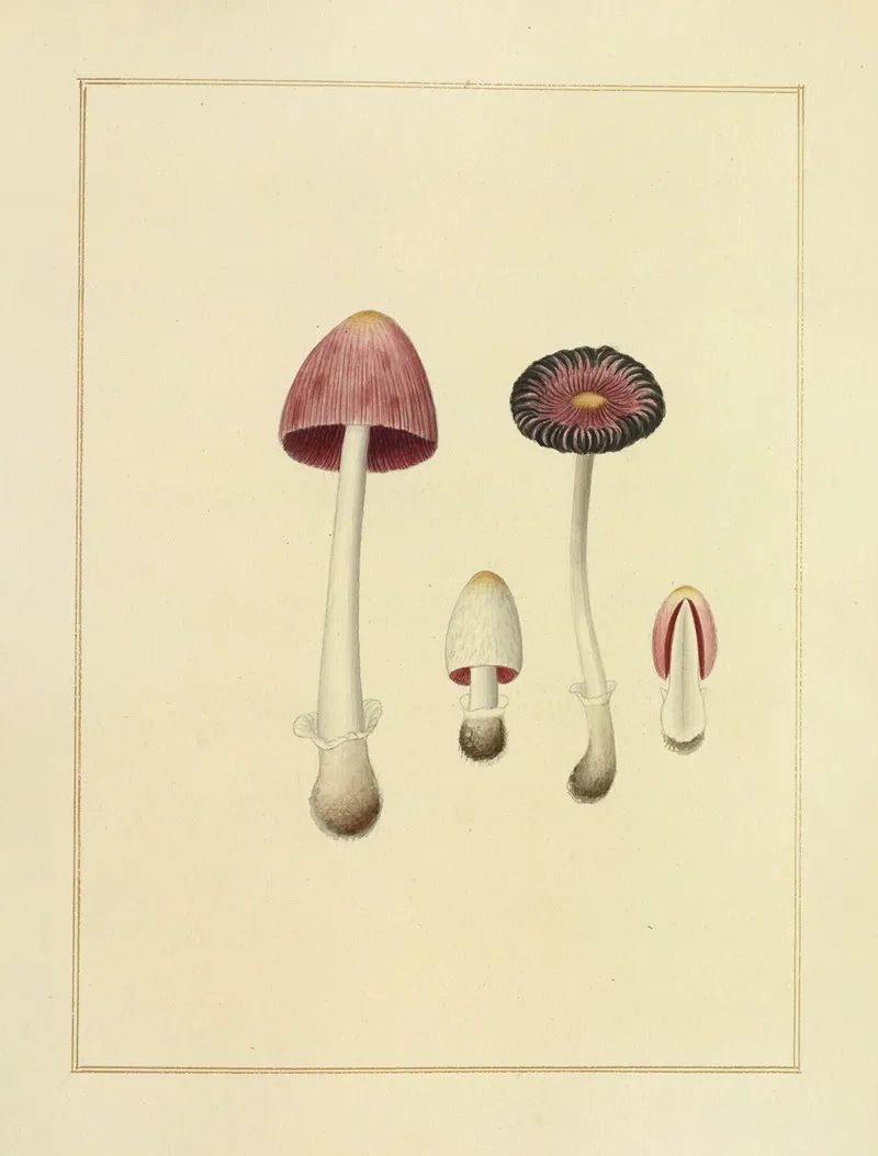 Icons Fungorum Circa Halifax Sponte Nascentium Pl 194 Wall Art by James Bolton - High-Resolution Digital Print