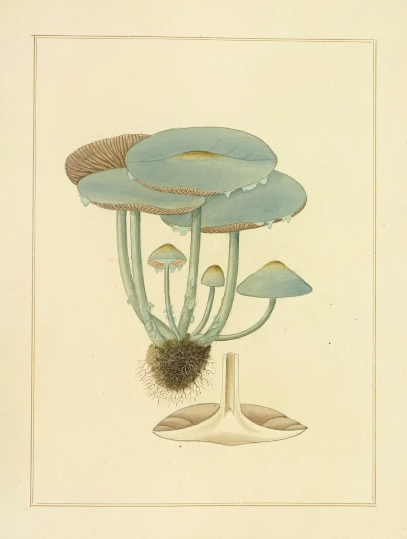 Icons Fungorum Circa Halifax Sponte Nascentium Pl 195 Wall Art by James Bolton - High-Resolution Digital Print