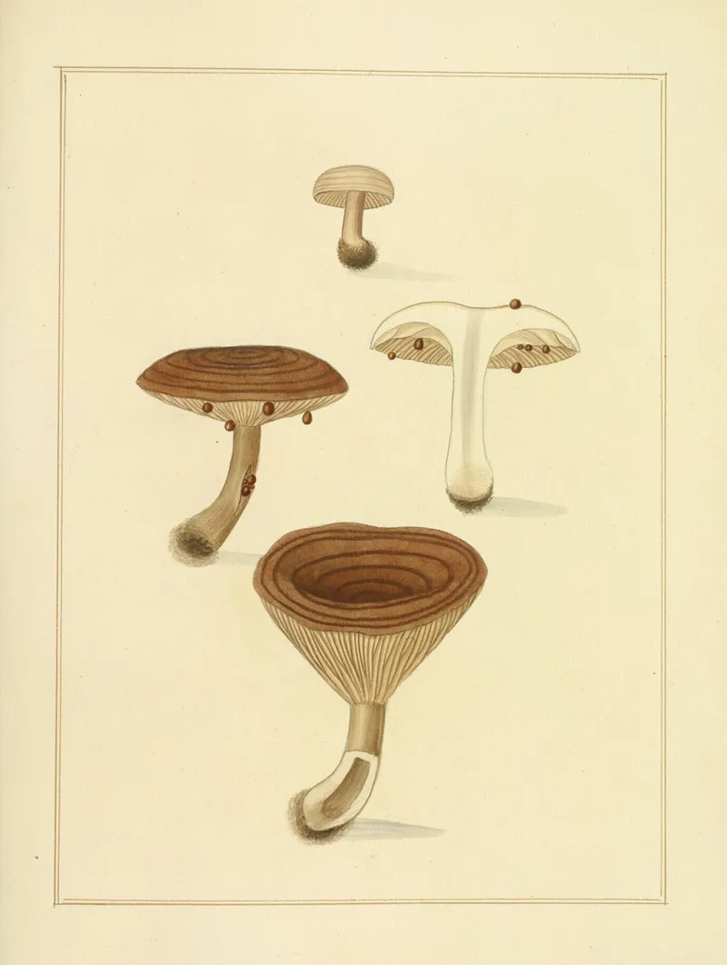 Icons Fungorum Circa Halifax Sponte Nascentium Pl 196 Wall Art by James Bolton - High-Resolution Digital Print