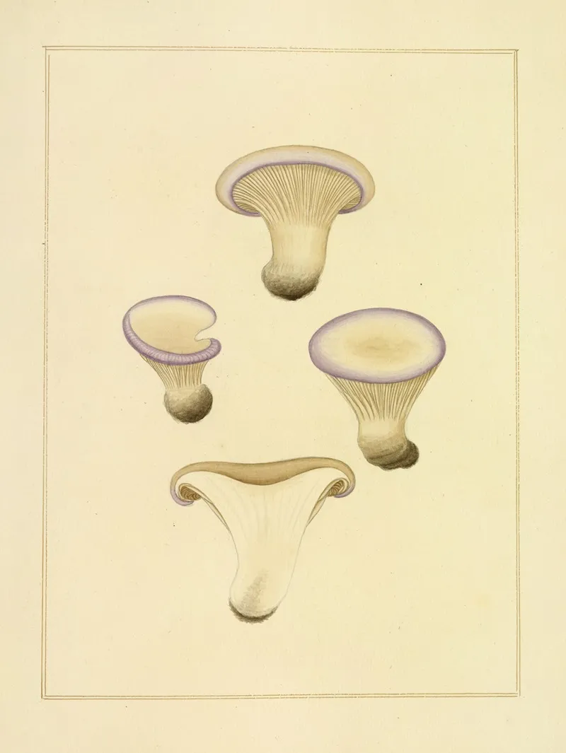 Icons Fungorum Circa Halifax Sponte Nascentium Pl 198 Wall Art by James Bolton - High-Resolution Digital Print