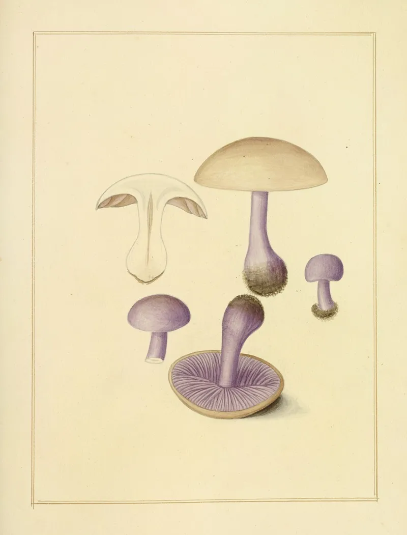 Icons Fungorum Circa Halifax Sponte Nascentium Pl 199 Wall Art by James Bolton - High-Resolution Digital Print