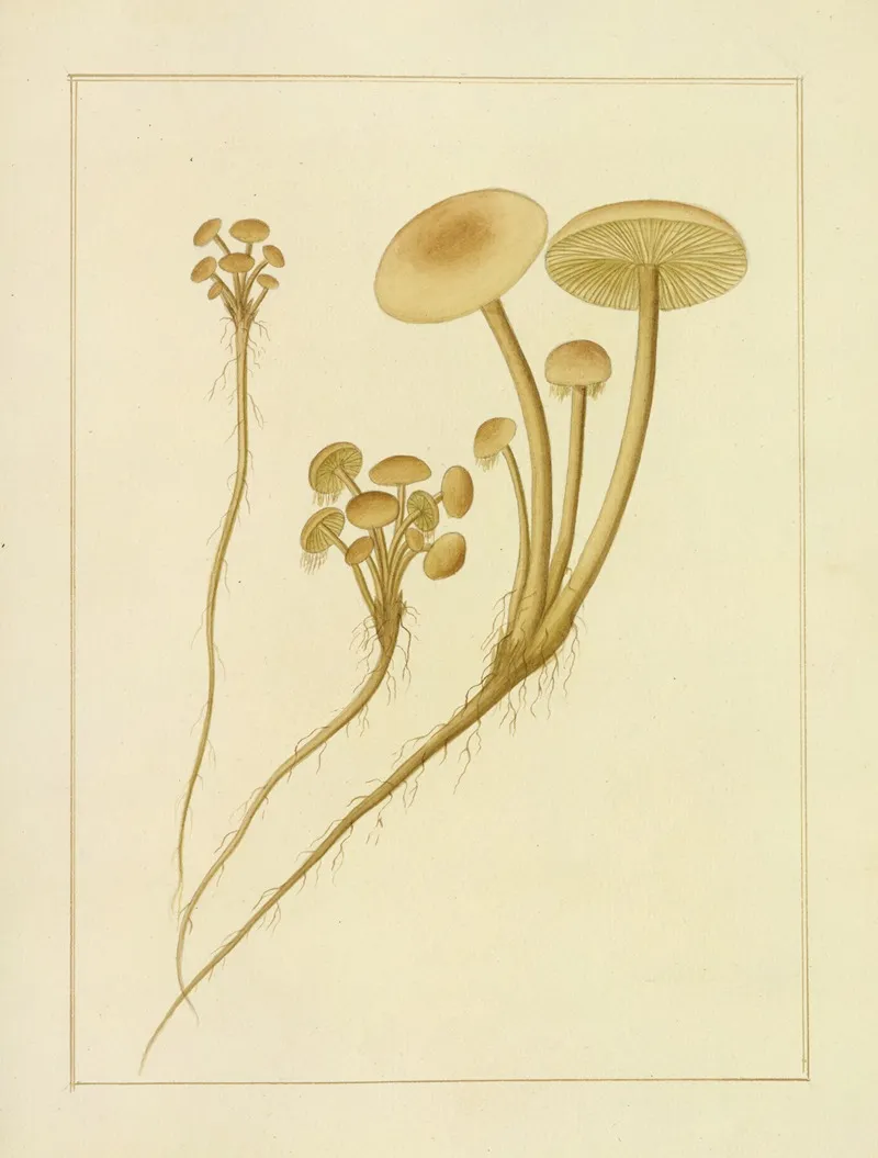 Icons Fungorum Circa Halifax Sponte Nascentium Pl 200 Wall Art by James Bolton - High-Resolution Digital Print