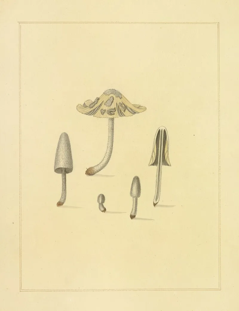 Icons Fungorum Circa Halifax Sponte Nascentium Pl 202 Wall Art by James Bolton - High-Resolution Digital Print