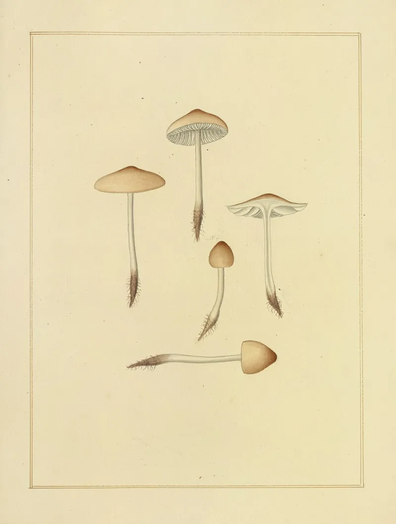 Icons Fungorum Circa Halifax Sponte Nascentium Pl 205 Wall Art by James Bolton - High-Resolution Digital Print