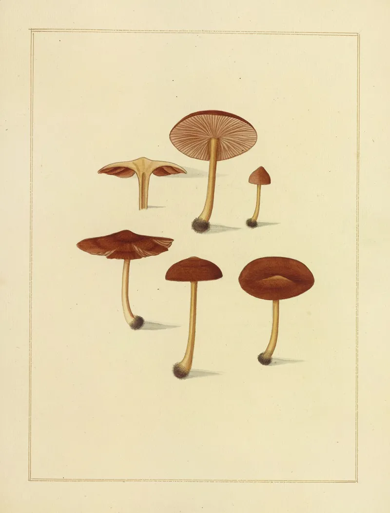 Icons Fungorum Circa Halifax Sponte Nascentium Pl 206 Wall Art by James Bolton - High-Resolution Digital Print