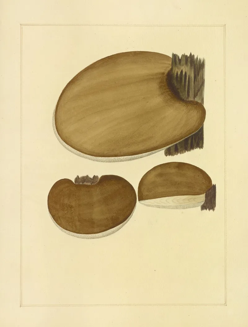 Icons Fungorum Circa Halifax Sponte Nascentium Pl 210 Wall Art by James Bolton - High-Resolution Digital Print
