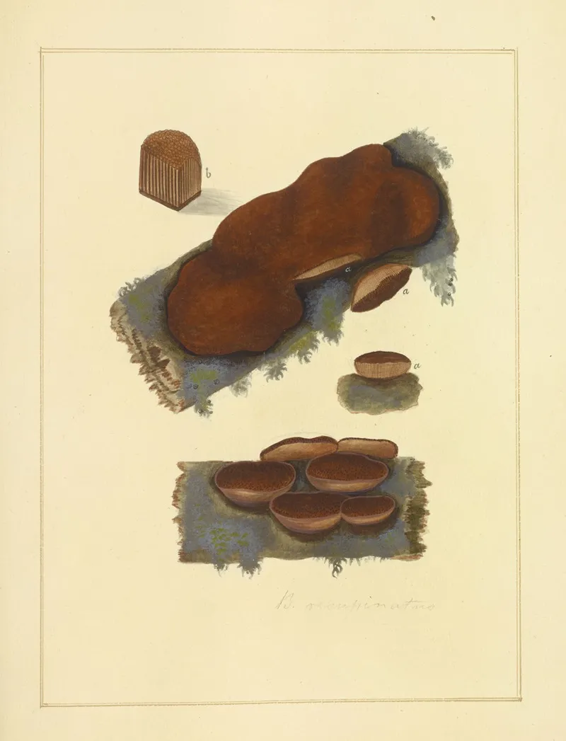 Icons Fungorum Circa Halifax Sponte Nascentium Pl 212 Wall Art by James Bolton - High-Resolution Digital Print