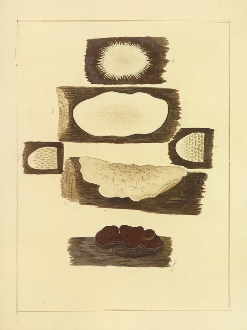 Icons Fungorum Circa Halifax Sponte Nascentium Pl 213 Wall Art by James Bolton - High-Resolution Digital Print