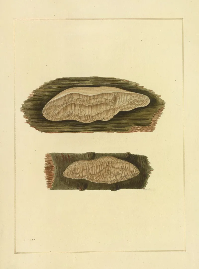 Icons Fungorum Circa Halifax Sponte Nascentium Pl 216 Wall Art by James Bolton - High-Resolution Digital Print