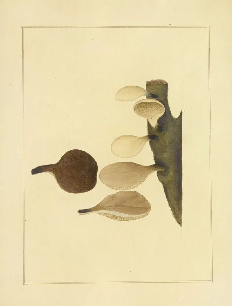 Icons Fungorum Circa Halifax Sponte Nascentium Pl 218 Wall Art by James Bolton - High-Resolution Digital Print