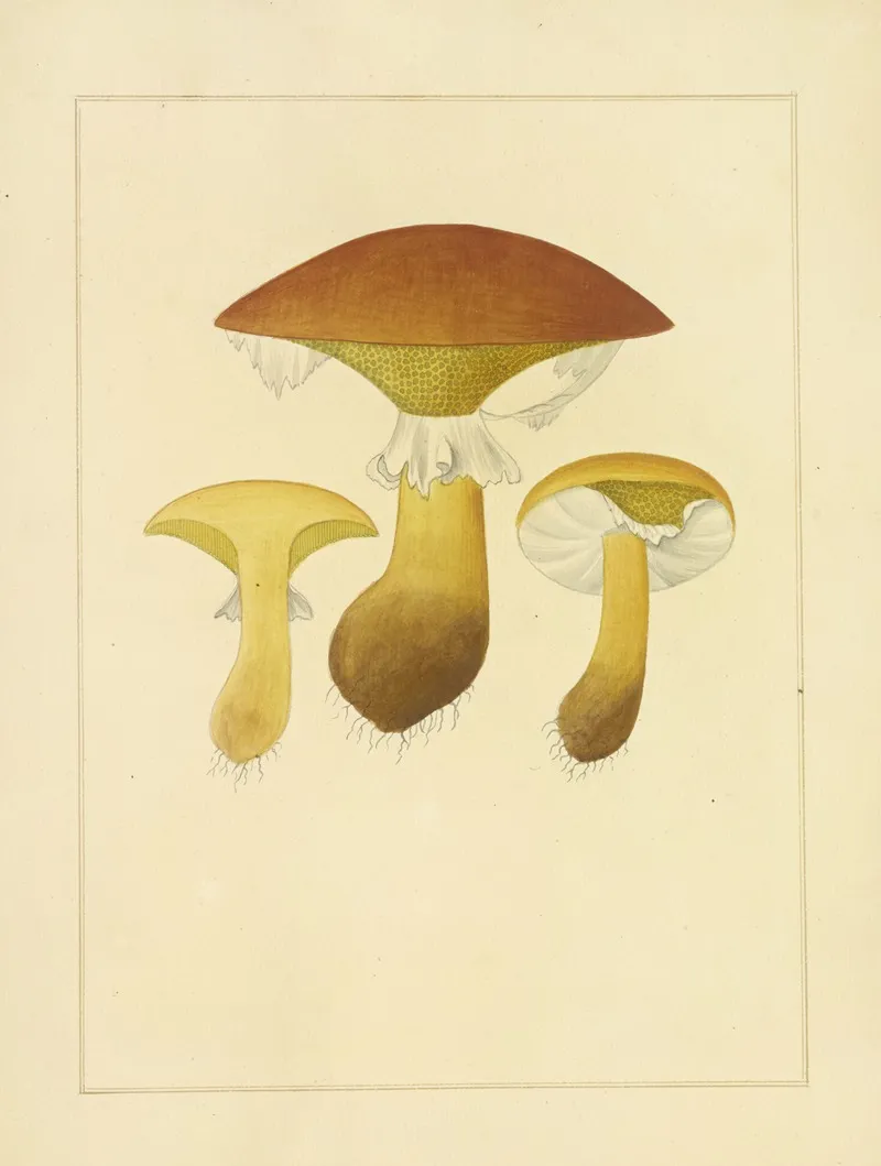 Icons Fungorum Circa Halifax Sponte Nascentium Pl 219 Wall Art by James Bolton - High-Resolution Digital Print