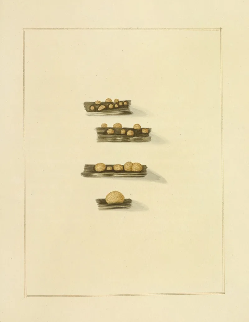 Icons Fungorum Circa Halifax Sponte Nascentium Pl 220 Wall Art by James Bolton - High-Resolution Digital Print