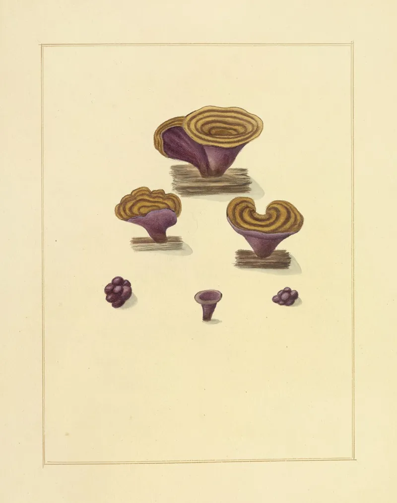 Icons Fungorum Circa Halifax Sponte Nascentium Pl 221 Wall Art by James Bolton - High-Resolution Digital Print