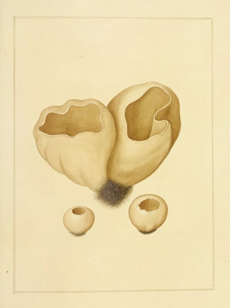 Icons Fungorum Circa Halifax Sponte Nascentium Pl 224 Wall Art by James Bolton - High-Resolution Digital Print