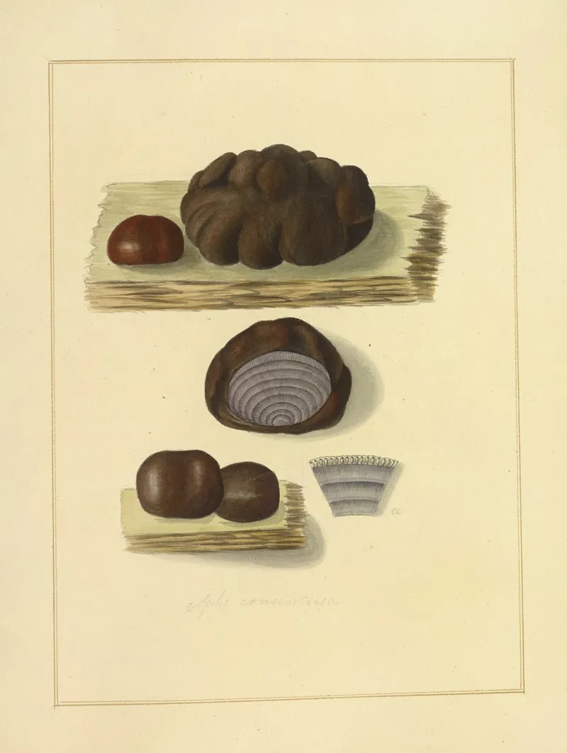 Icons Fungorum Circa Halifax Sponte Nascentium Pl 226 Wall Art by James Bolton - High-Resolution Digital Print