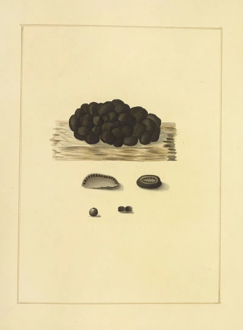 Icons Fungorum Circa Halifax Sponte Nascentium Pl 227 Wall Art by James Bolton - High-Resolution Digital Print