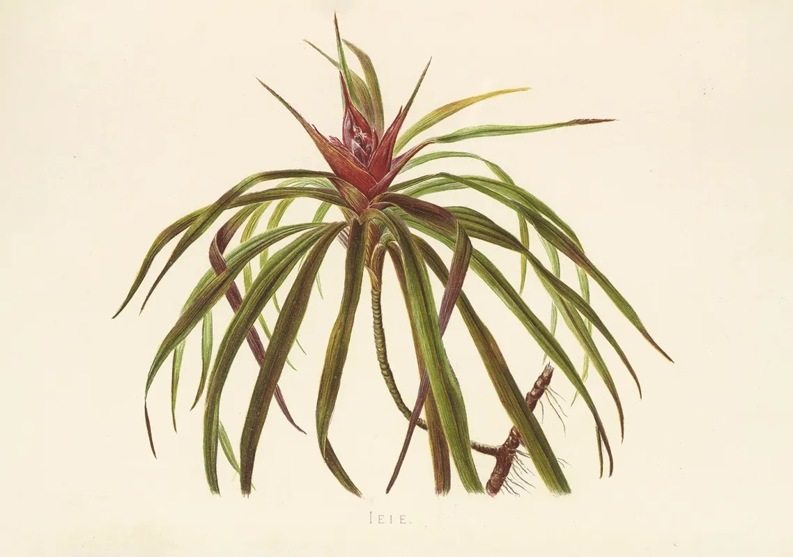 Ieie Wall Art by Isabella McHutcheson Sinclair - High-Resolution Digital Print
