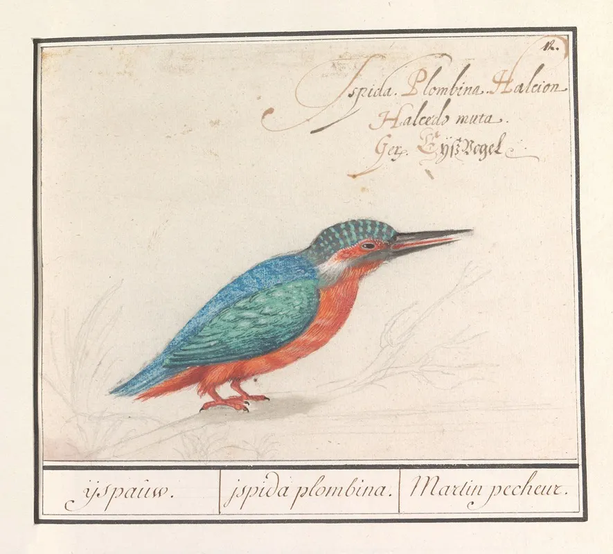 Ijsvogel Alcedo Atthis Wall Art by Anselmus Boëtius de Boodt - High-Resolution Digital Print