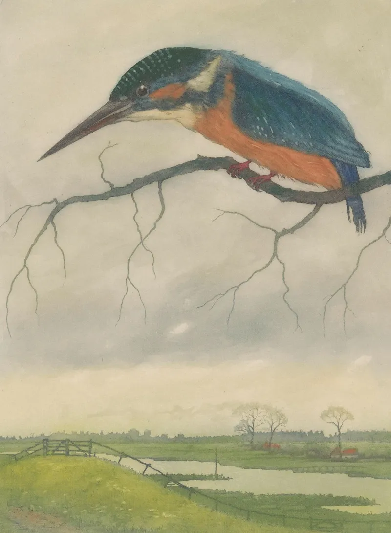 Ijsvogel Op Een Tak In Een Weidelandschap