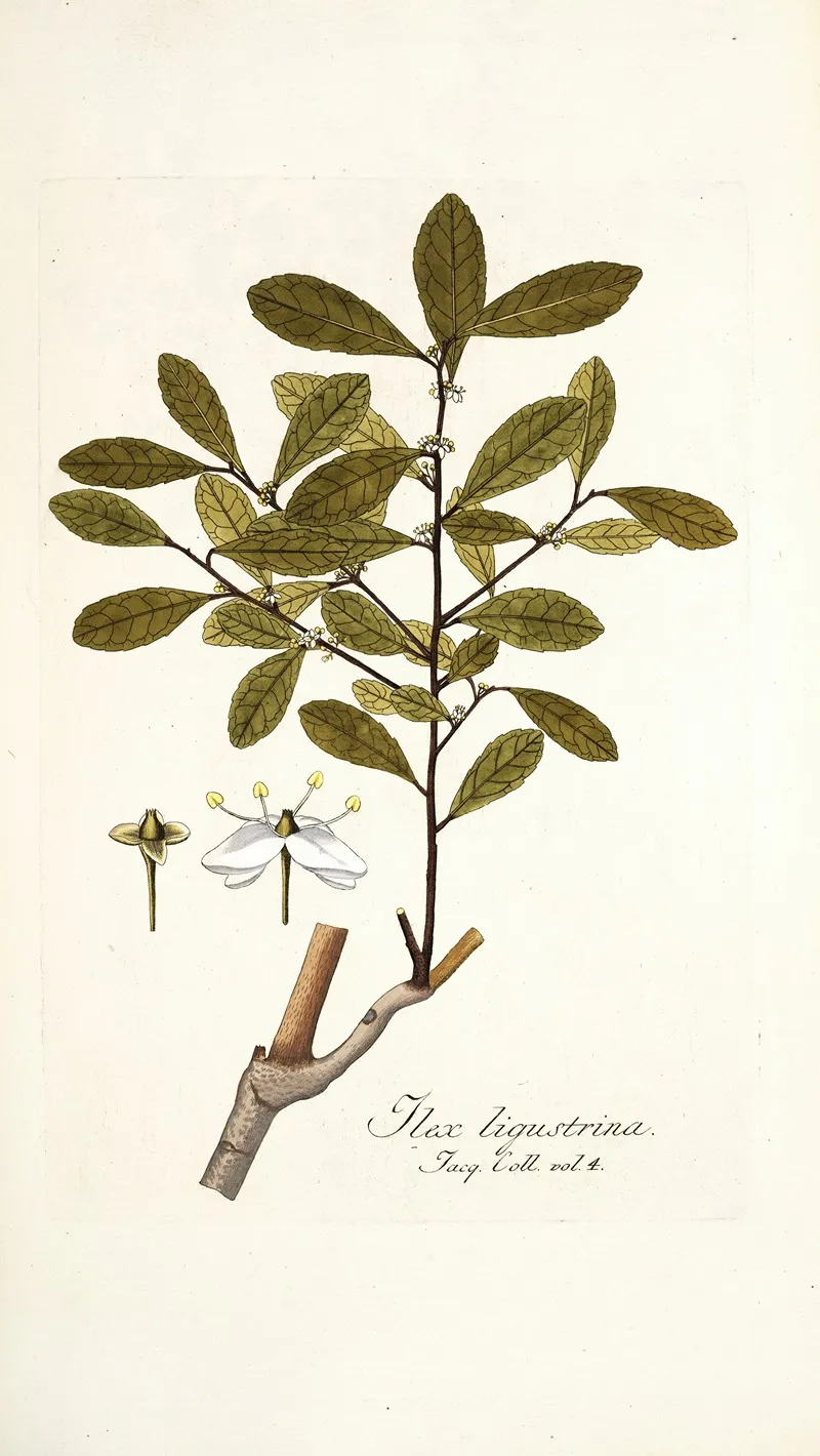 Ilex Ligustrina Wall Art by Nikolaus Joseph Freiherr von Jacquin - High-Resolution Digital Print