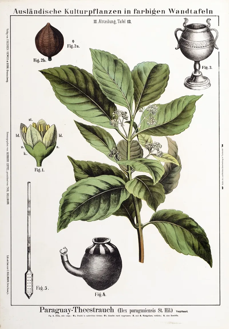 Ilex Paraguaiensis Matestruik Wall Art by Hermann Zippel - High-Resolution Digital Print