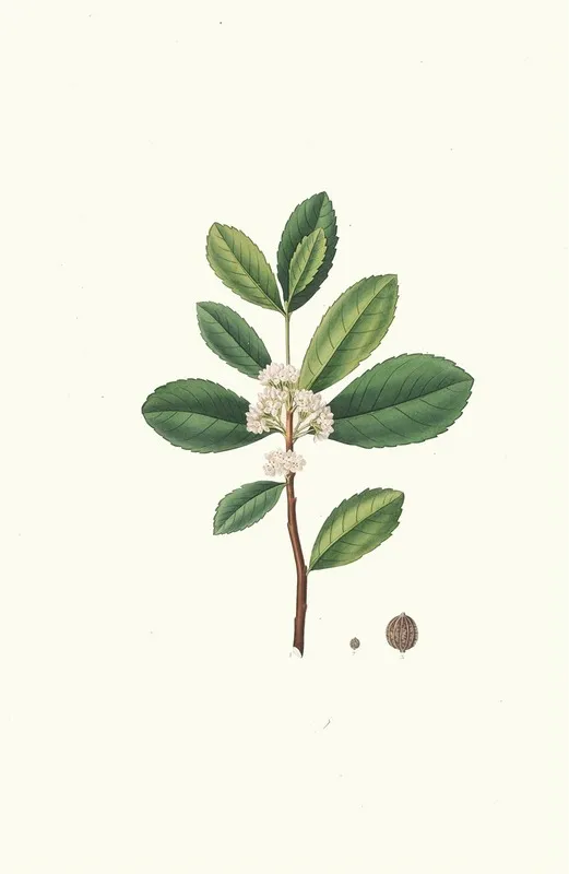 Ilex Paraguensis Miniatute Branch With White Flowers Wall Art by Aylmer Bourke Lambert - High-Resolution Digital Print