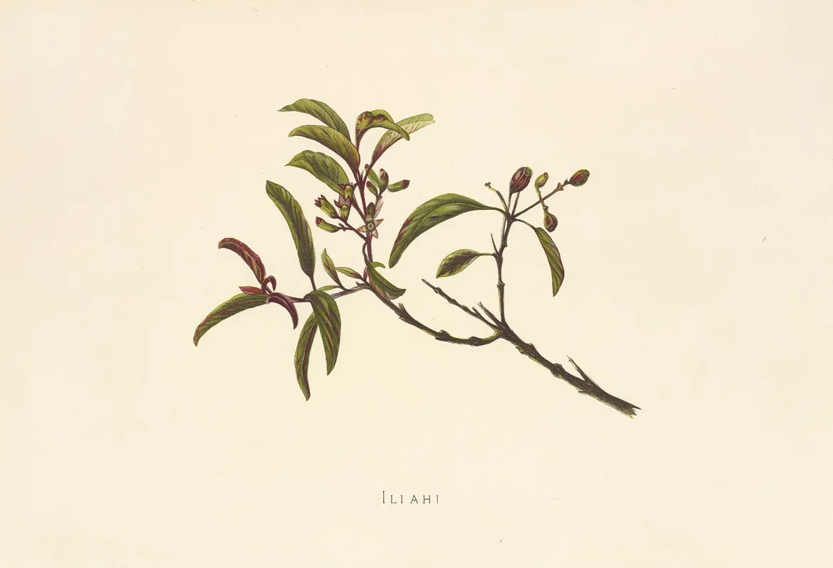Iliahi Wall Art by Isabella McHutcheson Sinclair - High-Resolution Digital Print