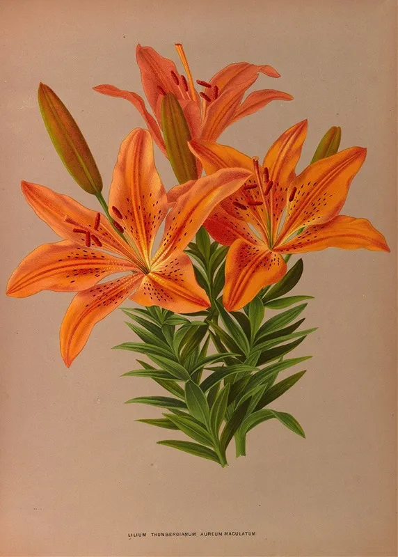 Ilium Thunbergianum Aureum Maculatum Wall Art by Arentina Hendrica Arendsen - High-Resolution Digital Print
