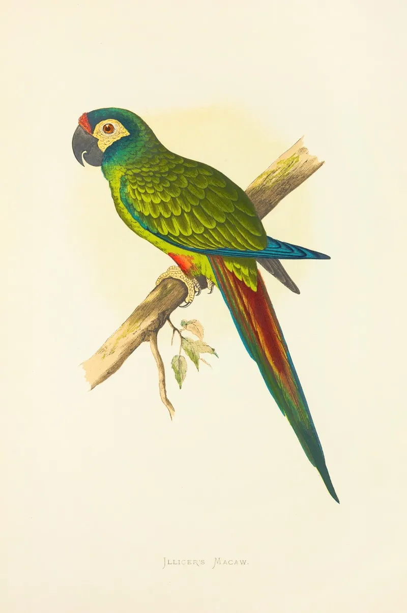 Illigers Macaw Wall Art by Alexander Francis Lydon - High-Resolution Digital Print
