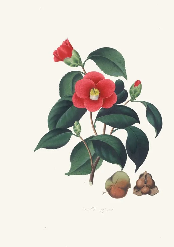 Illustrations And Descriptions Of The Plants Which Compose The Natural Order Camellieae Pl 01 Wall Art by Alfred Chandler - High-Resolution Digital Print