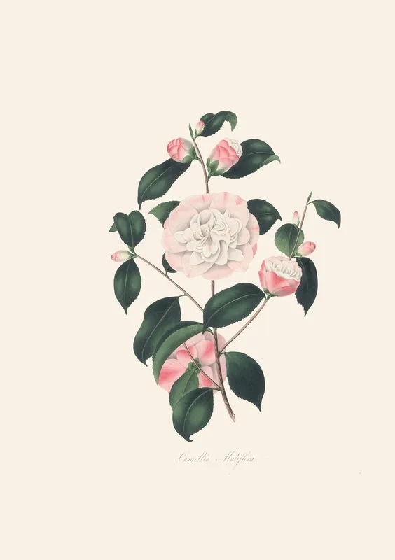 Illustrations And Descriptions Of The Plants Which Compose The Natural Order Camellieae Pl 02 Wall Art by Alfred Chandler - High-Resolution Digital Print